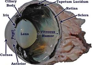 Cow Eye Dissection Worksheet Answers Also Cow Eye Dissection Labeled Cow Eye Sagittal Section