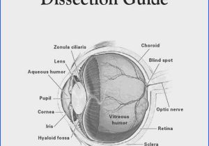 Cow Eye Dissection Worksheet Answers Also Cow Eye Dissection Worksheet Answers