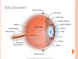 Cow Eye Dissection Worksheet Answers Also Cow Eye Dissection Worksheet Answers Unique Iris Anatomy – Worksheet
