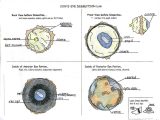 Cow Eye Dissection Worksheet Answers and Cow Eye Dissection Worksheet 7686f7312a9b Battk