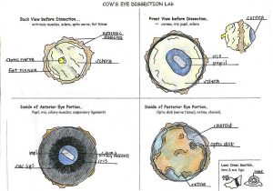 Cow Eye Dissection Worksheet Answers and Cow Eye Dissection Worksheet 7686f7312a9b Battk