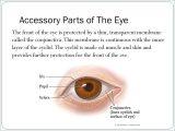 Cow Eye Dissection Worksheet Answers as Well as Ziemlich Anatomy the Human Eye Quiz Ideen Menschliche Anatomie