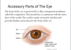 Cow Eye Dissection Worksheet Answers as Well as Ziemlich Anatomy the Human Eye Quiz Ideen Menschliche Anatomie