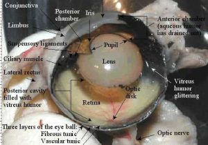 Cow Eye Dissection Worksheet Answers or Cow Eye Dissection Diagram Labeled