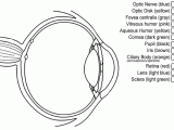 Cow Eye Dissection Worksheet Answers or tolle Anatomy and Physiology Eyes Zeitgenössisch Menschliche