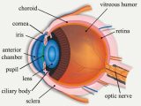 Cow Eye Dissection Worksheet Answers together with Cow Eye Diagram Fresh Cow Eye Dissection Worksheet Answers Biology