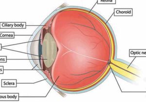 Cow Eye Dissection Worksheet Answers together with Ziemlich Anatomy the Human Eye Quiz Ideen Menschliche Anatomie