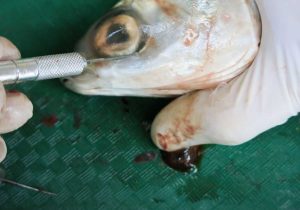 Cow Eye Dissection Worksheet as Well as Fish Dissection Lab Worksheet Worksheet Math for Ki