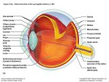 Cow Eye Dissection Worksheet together with Cow Eye Dissection Worksheet Gallery Worksheet for Kids Ma