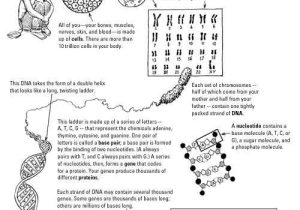 Cracking the Code Of Life Worksheet Answers Also 546 Best School Images On Pinterest