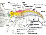 Crayfish Dissection Worksheet Also Labeled Diagram Of A Crayfish Anatomy Google Search