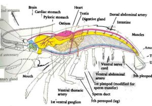 Crayfish Dissection Worksheet Also Labeled Diagram Of A Crayfish Anatomy Google Search