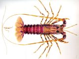 Crayfish Dissection Worksheet Answers Along with Lobster Illustration Animals Pinterest