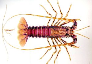 Crayfish Dissection Worksheet Answers Along with Lobster Illustration Animals Pinterest