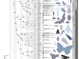 Crayfish Dissection Worksheet Answers and Insect Phylogeny Diagram Scienceblogs Nature