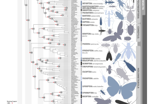 Crayfish Dissection Worksheet Answers and Insect Phylogeny Diagram Scienceblogs Nature