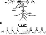 Crayfish Dissection Worksheet Answers as Well as Proprioceptor Regulation Of Motor Circuit Activity by Presynaptic