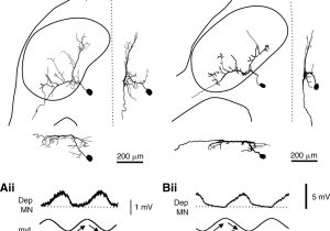 Crayfish Dissection Worksheet Answers as Well as Recruitment In A Heterogeneous Population Of Motor Neurons that