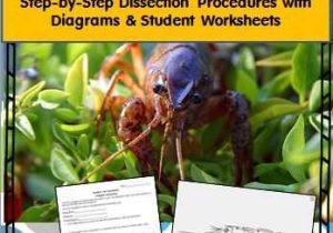 Crayfish Dissection Worksheet as Well as 22 Best Dissection Images On Pinterest