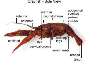 Crayfish Dissection Worksheet or Crayfish Dissection Worksheet