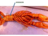 Crayfish Dissection Worksheet with Crayfish Dissection Worksheet