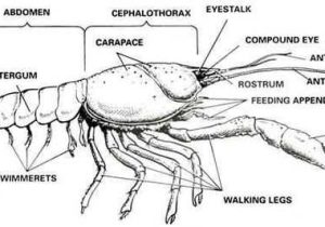Crayfish Dissection Worksheet with Lab Sheet Crayfish Dissection Zoology Pinterest