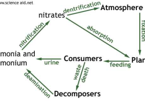 Cycles Of Matter Worksheet Answers Along with Nutrient Cycles Recycling In Ecosystems the Carbon and Nitrogen