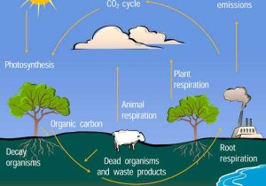 Cycles Of Matter Worksheet Answers Also the Carbon Cycle