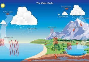Cycles Of Matter Worksheet Answers with Intro to Biogeochemical Cycles Article