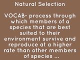 Darwin's Natural Selection Worksheet and Evolution Natural Selection by Holly Steele