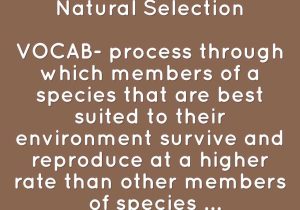 Darwin's Natural Selection Worksheet and Evolution Natural Selection by Holly Steele