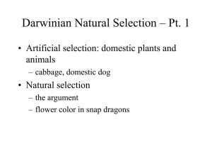 Darwin's Natural Selection Worksheet and Ppt Darwinian Natural Selection Pt 1 Powerpoint Presentat