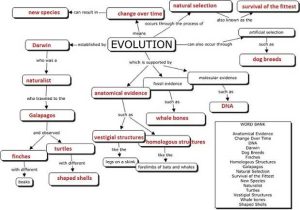 Darwin's Natural Selection Worksheet Answer Key and Evolution Concept Map