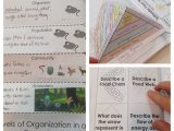 Darwins Natural Selection Worksheet Along with Ecosystems Interactive Notebook Pages