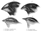 Darwins Natural Selection Worksheet and the 5 Types Of Selection Natural and Not so Natural