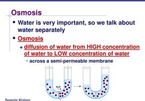 Diffusion and Osmosis Worksheet Answers Biology as Well as Cell Diffusion and Osmosis Movement Bing Images