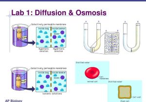Diffusion and Osmosis Worksheet Answers Biology together with Punjabi In Gurmukhi Font
