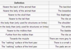 Diffusion Worksheet Answers Along with Animal form and Function
