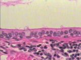Diffusion Worksheet Answers Along with Histology Virtual Lab Epithelial Tissues