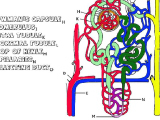 Diffusion Worksheet Answers Also Anatomy Of the Kidney and Nephron