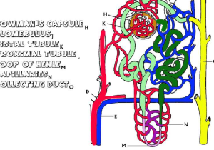 Diffusion Worksheet Answers Also Anatomy Of the Kidney and Nephron