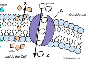 Diffusion Worksheet Answers and Cell Transport Graphic