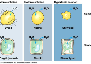Diffusion Worksheet Answers with Prokaryotes Does Osmosis Take Place In Prokaryotic Cells