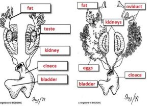 Digestion Worksheet Answer Key and Frog Dissection Digestive Urogenital