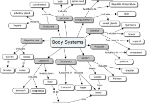 Digestion Worksheet Answer Key and organ Systems Concept Map