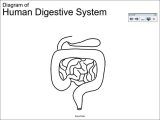 Digestive System Worksheet Answer Key Along with the Digestive System that U Can Draw 61 Human