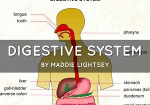 Digestive System Worksheet Answer Key Also Digestive System by Mad Lightsey