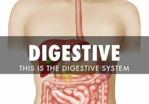 Digestive System Worksheet Answer Key and Chapter 13 Vocabulary by Lucas Ballay