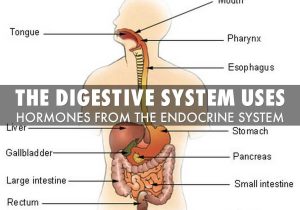 Digestive System Worksheet Answer Key as Well as Human Body Systems by Jackpeterson5768