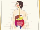 Digestive System Worksheet Answer Key as Well as Project Human Digestive System Human Digestive System Mod